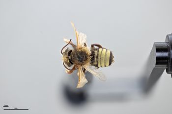 Media type: image;   Entomology 791109 Aspect: habitus dorsal view